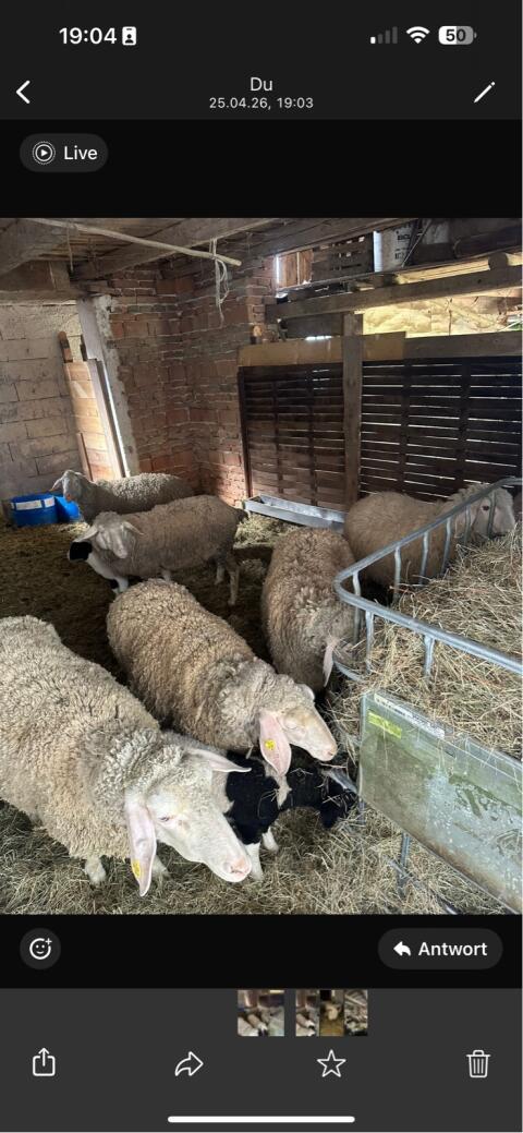 Merino-Schafe