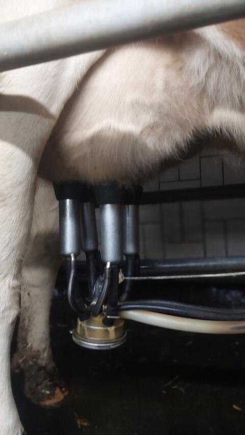 Bio-Milch- oder Mutterkuh