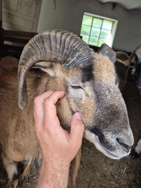 Schafbock