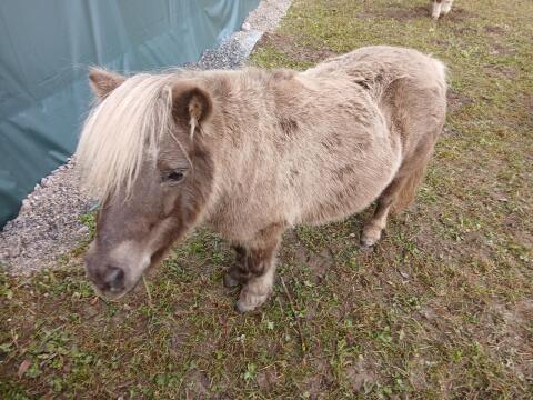 Minishetlandponystute Mushroom