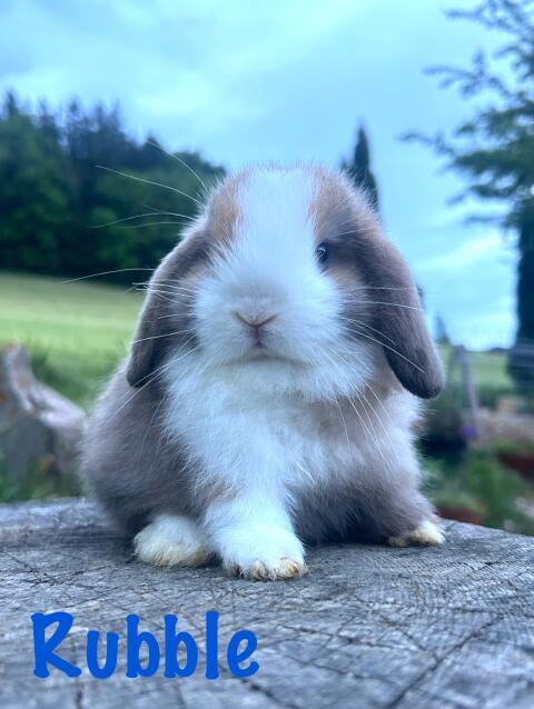 Miniwidder Mini Lop Minilop Zwergwidder Kaninchenbabys