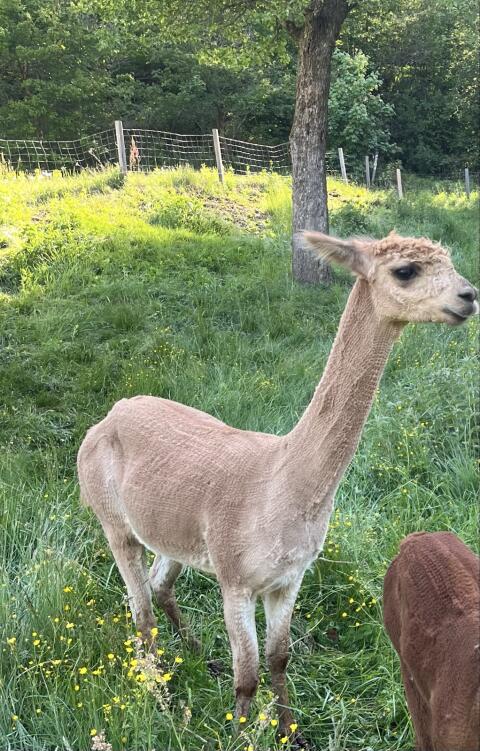 Alpaka-Hengst, 3 Jahre