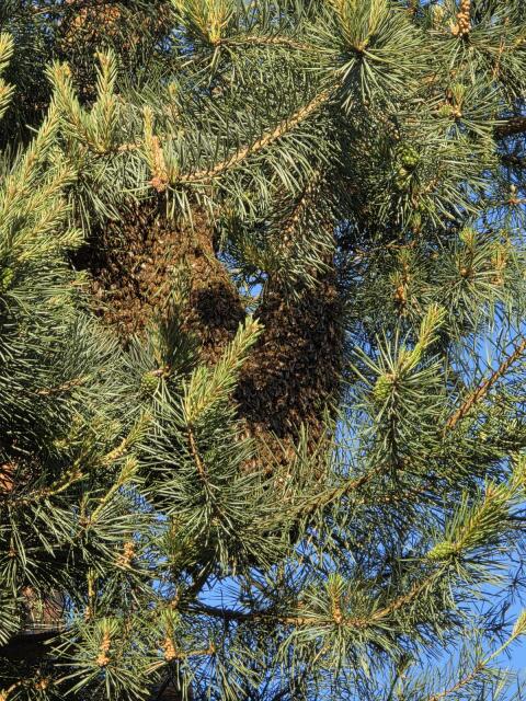 Bienenschwarm