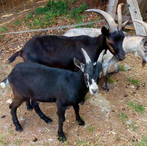 Bockkitz, Ziegenbock, Jungbock