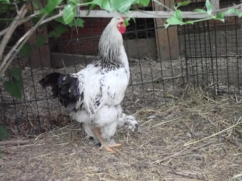 Brahma Junghahn