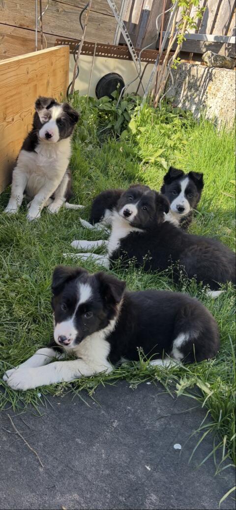 Bordercollie-Welpen
