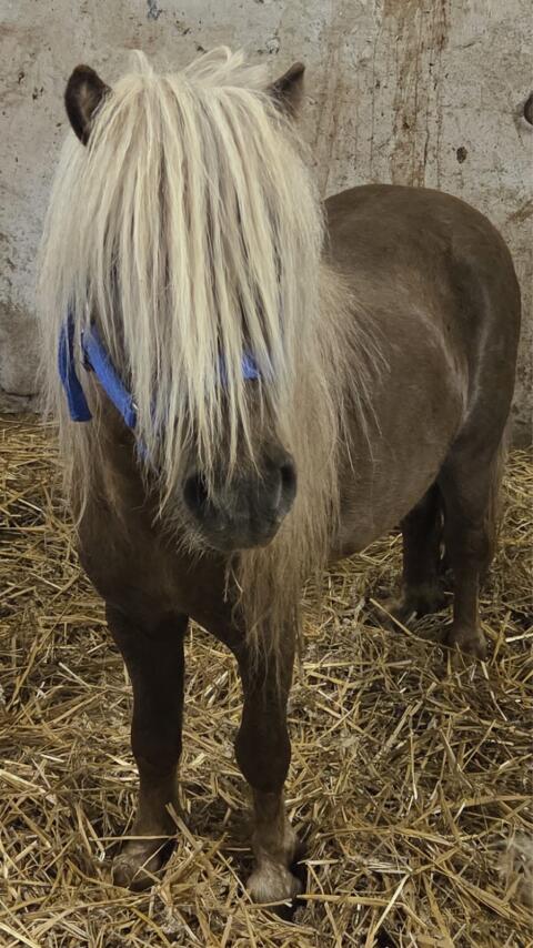 Ponyhengst