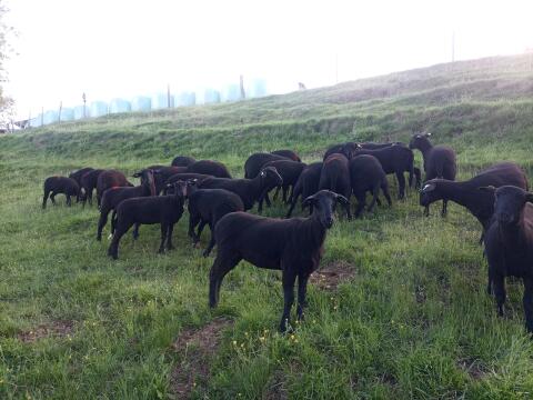 Jura Mutterschafe, Jungschafe