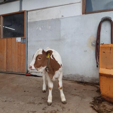 FV Kalb weiblich