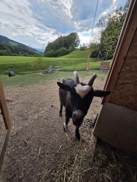 Zwergziegenbock