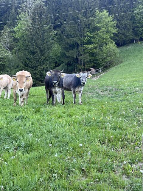 Tiroler Grauvieh Bio