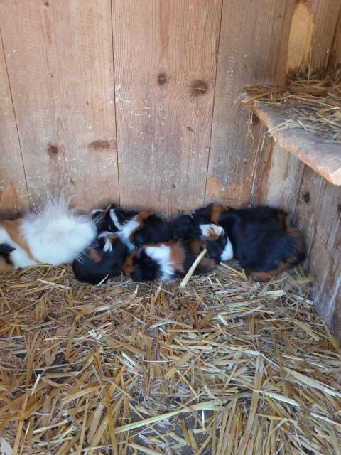 Meerschweinchen