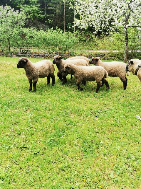 Shropshire