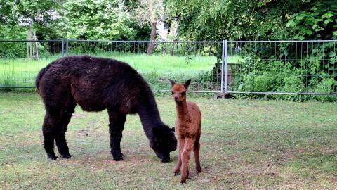 Alpaka-Stute mit Cria