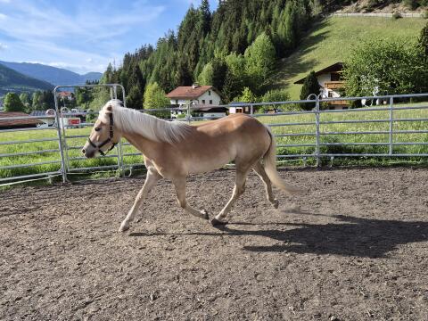 3-jähriger Haflinger