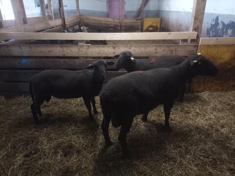 Jura-Widder-Bock mit und ohne Zuchtpapiere