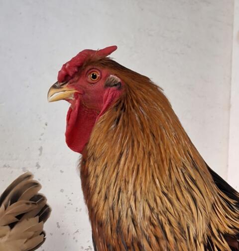 Rassegeflügel, Geflügel, Hähne, Hühner, Hahn, Huhn