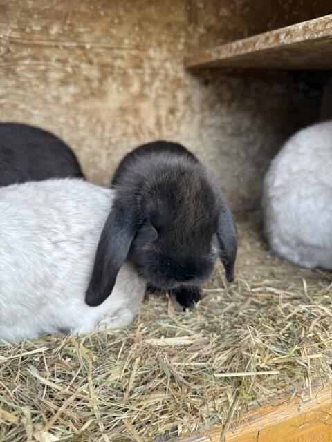 Kleine Hasen abzugeben