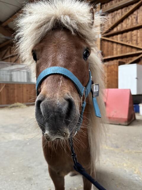 Shetlandpony