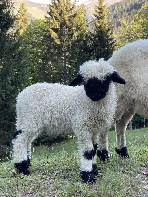 Walliser Schwarznasenschafe