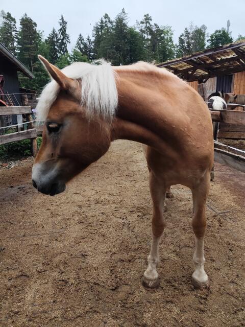 2-jährige Haflinger Stute