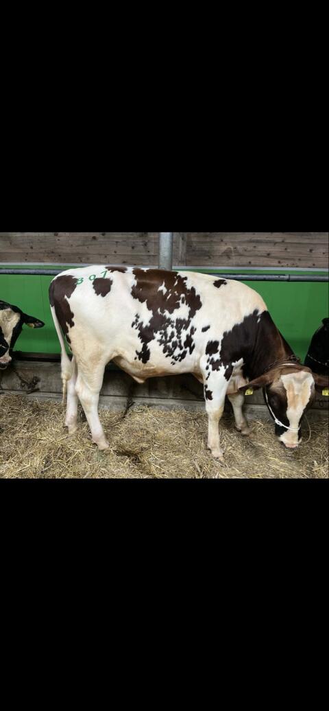 Red Frisian Stier