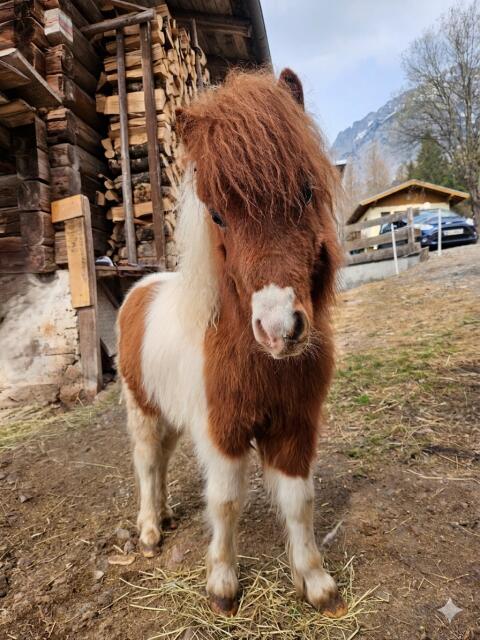 Shetland-Pony-Hengst