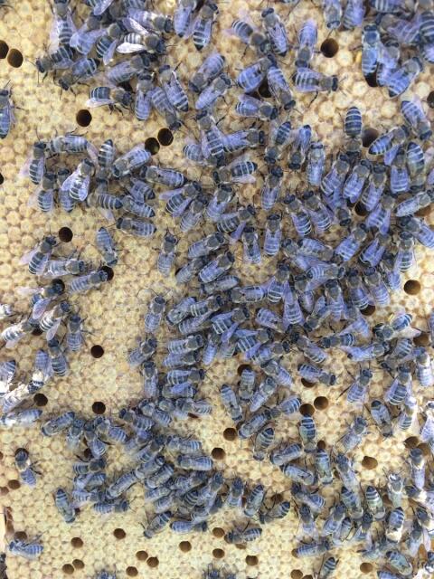 Carnica-Bienen