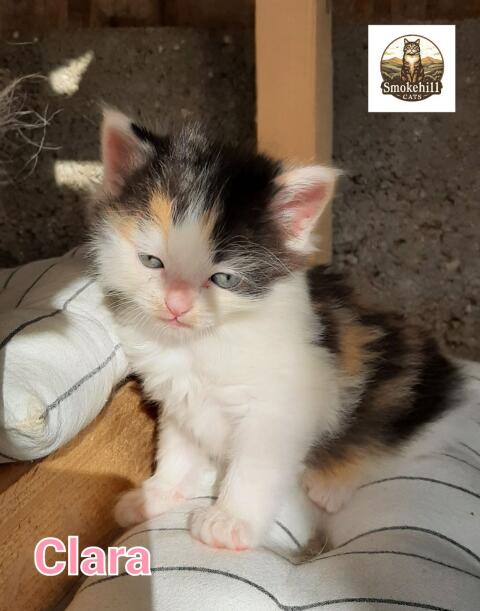 Ragdoll, Europäisch Langhaar Kätzchen