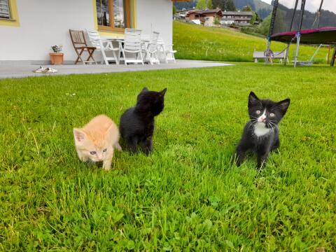 Verkaufe Katzenbabys, 10 Wochen alt.