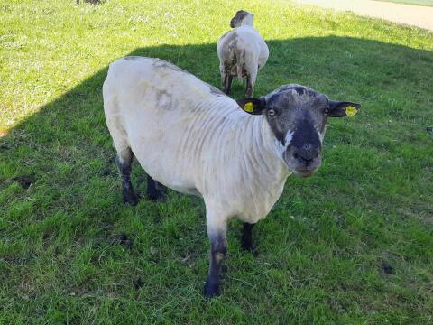 Shropshire Leihbock