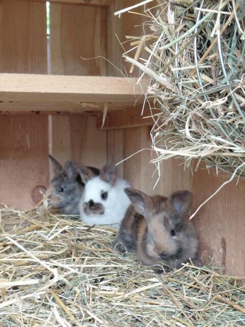 Kaninchen