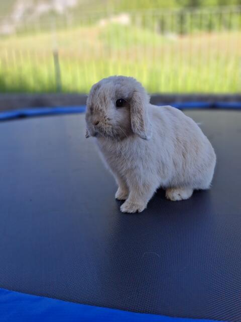 Kleine Kaninchen (Mini Lop)