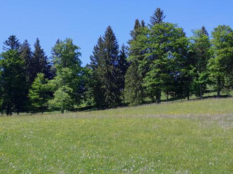 17 ha Grünland und Wald