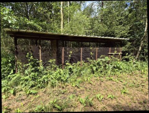 Voliere, Hühnerstall, Fasane, Vögel
