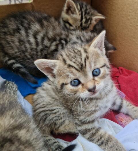 Babykatzen
