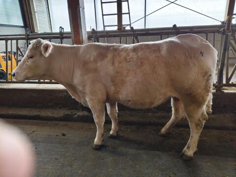 Charolais-Kuh