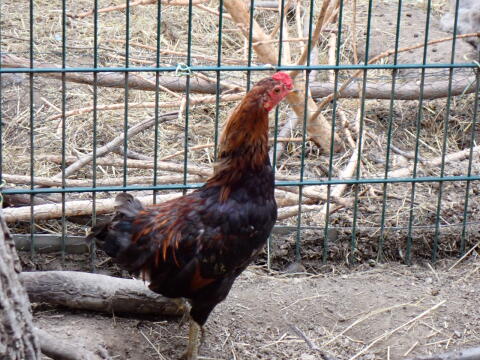 Dt. Buschhuhn Hahn