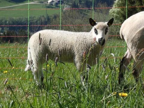 Verkaufe Kerry Hill HB Bocklamm