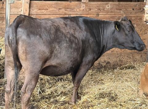 1 reinrassige, belegte Wagyu-Kalbinnnen, Bio