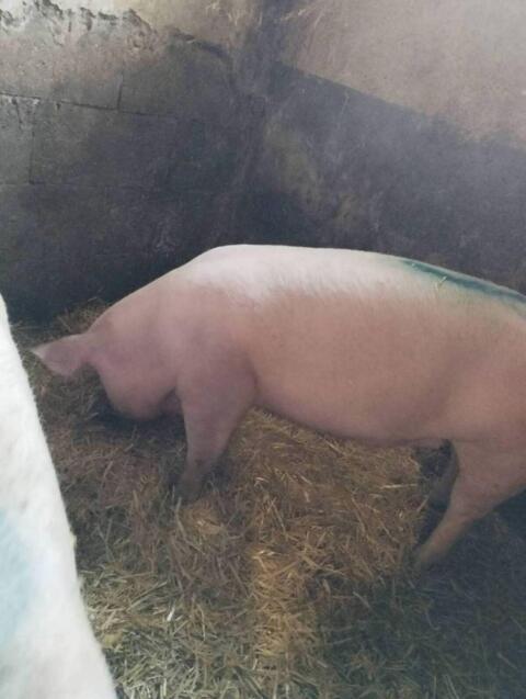 Landschwein Jungsauen