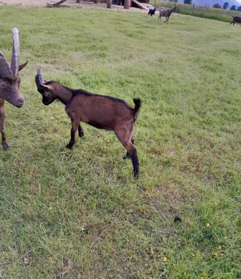 Aosta Bockkitz