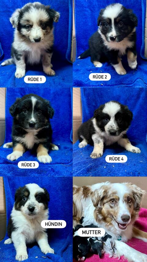 Border Aussie Welpen