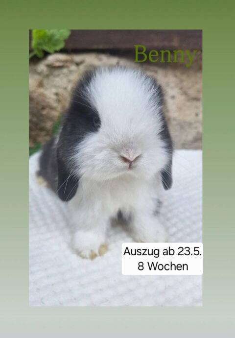 Zutrauliche Mini Lop Babys, reinrassig!