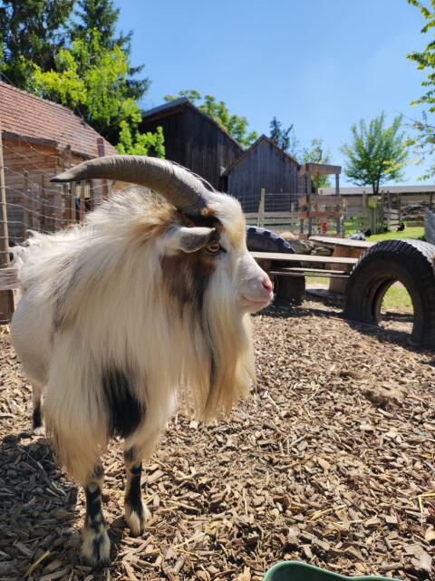 Mini-Zwergziegenbock "Sammy"