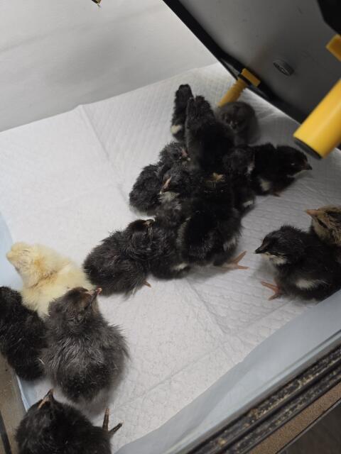 Marans- und Olivlegerküken