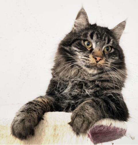 Maine Coon-Jungs