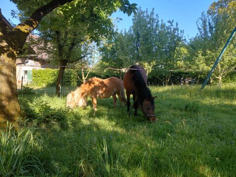 2 Ponys: Shetlandpony und Welsh-Pony