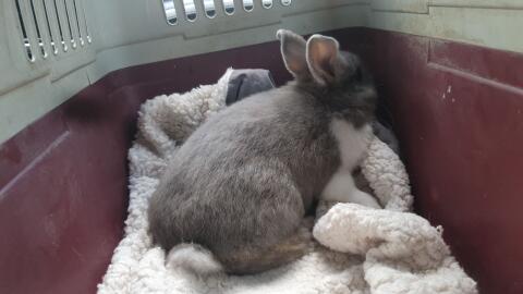 Hasen
