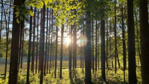 Suche Wald, Waldgrundstück Nähe 8.200 Gleisdorf